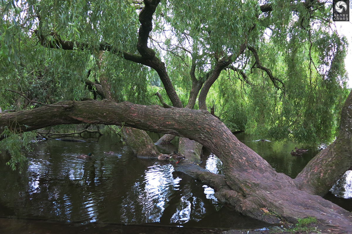 A fallen tree in the lake at Vondelpark