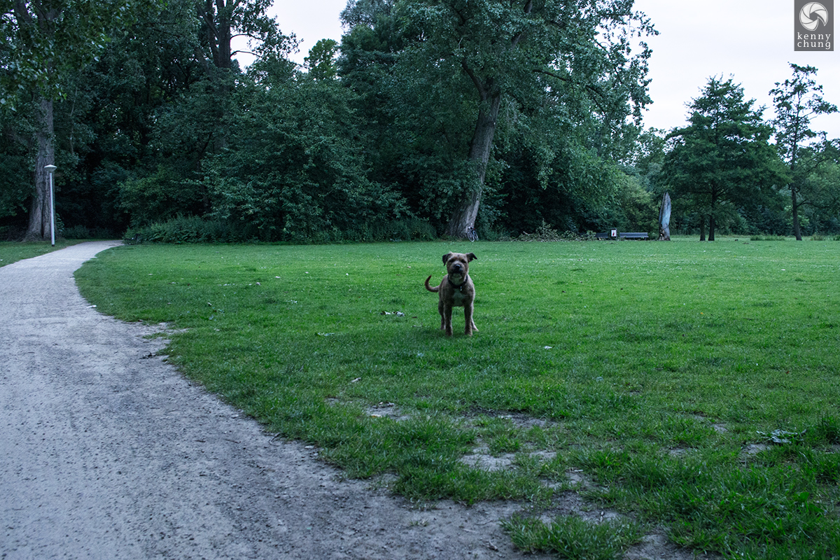 A dog at Vondelpark