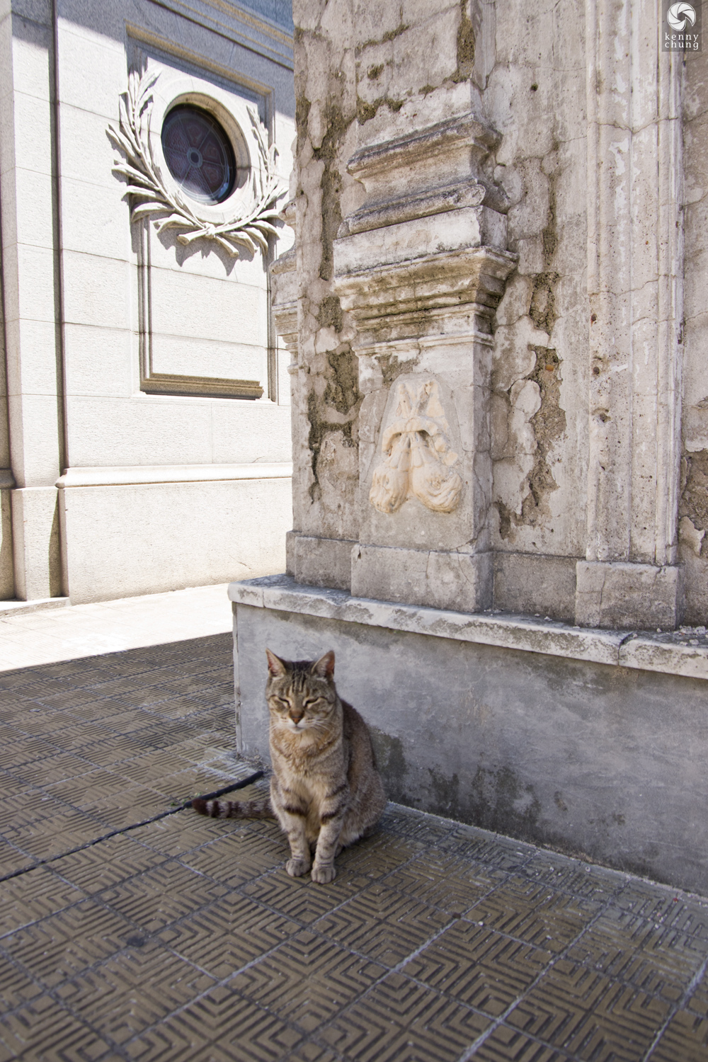 A cat at La Recoleta Cemetery in Buenos Aires