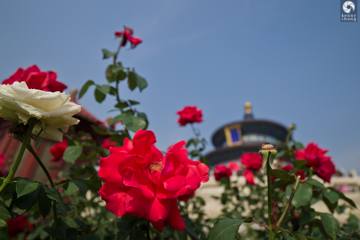 Flowers at the Temple of Heaven in Beijing