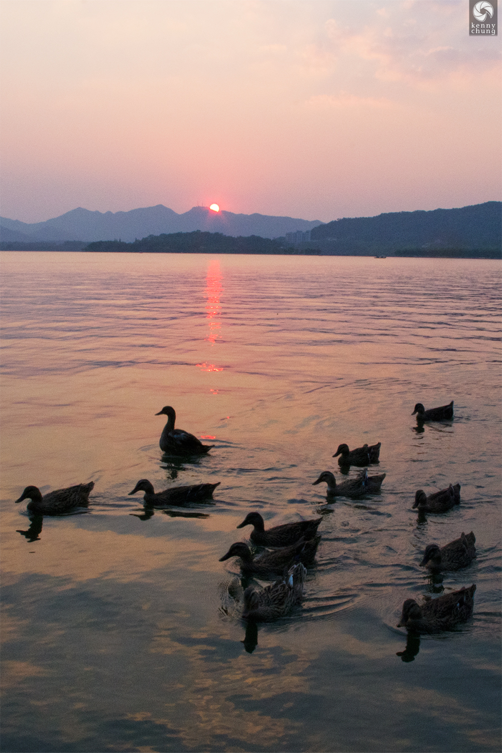 Ducks in a river in Shanghai