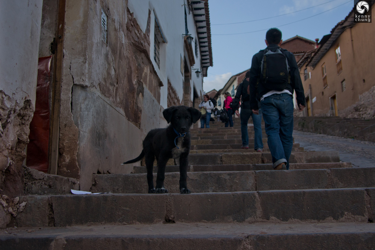 A dog on the street in Cusco.