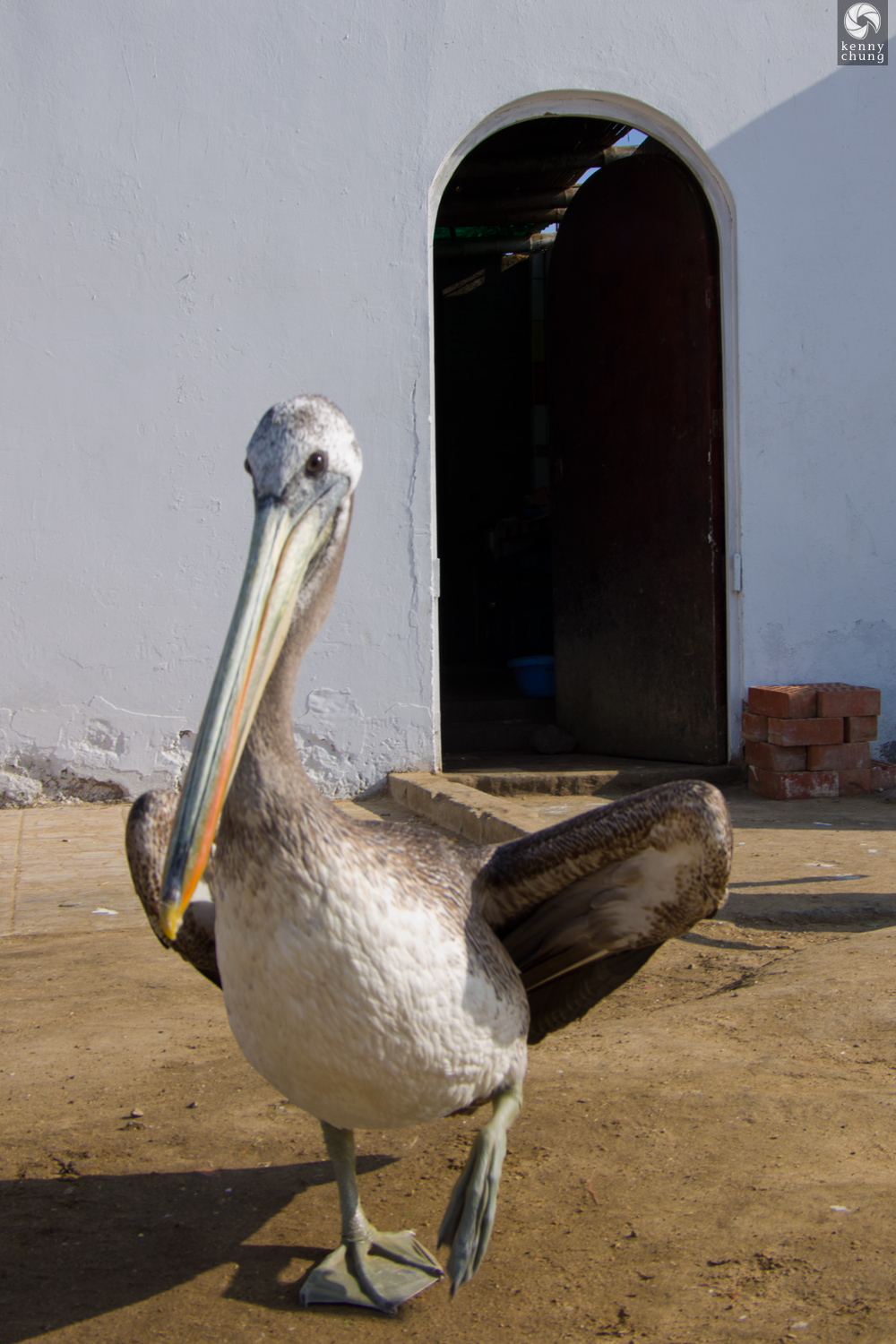Peruvian pelican in Paracas